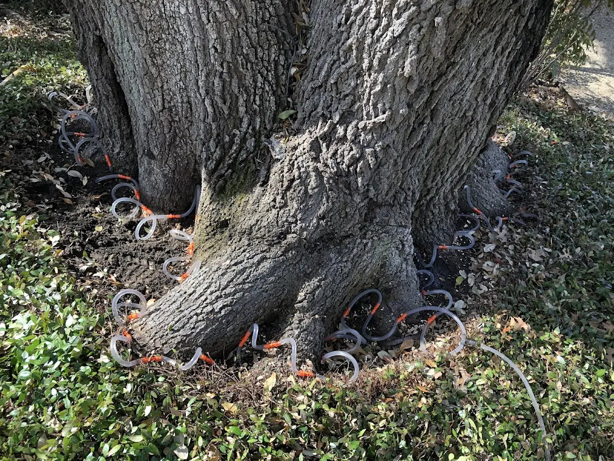Detailed Tree Cabling and Bracing job site in Gasport