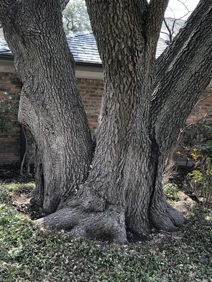 Mature heritage tree close to a Gasport property cared for by certified arborists